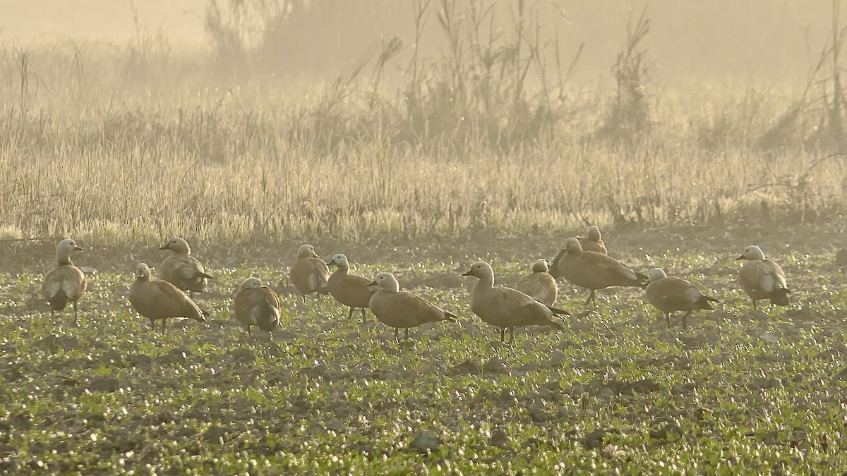 Tarro Canelo - ML646390241