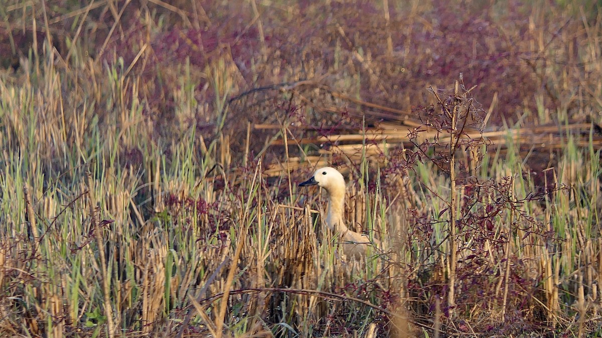 Tarro Canelo - ML646390242