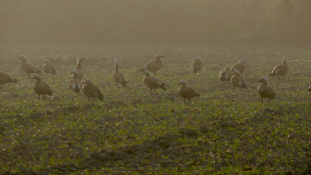 Tarro Canelo - ML646390243