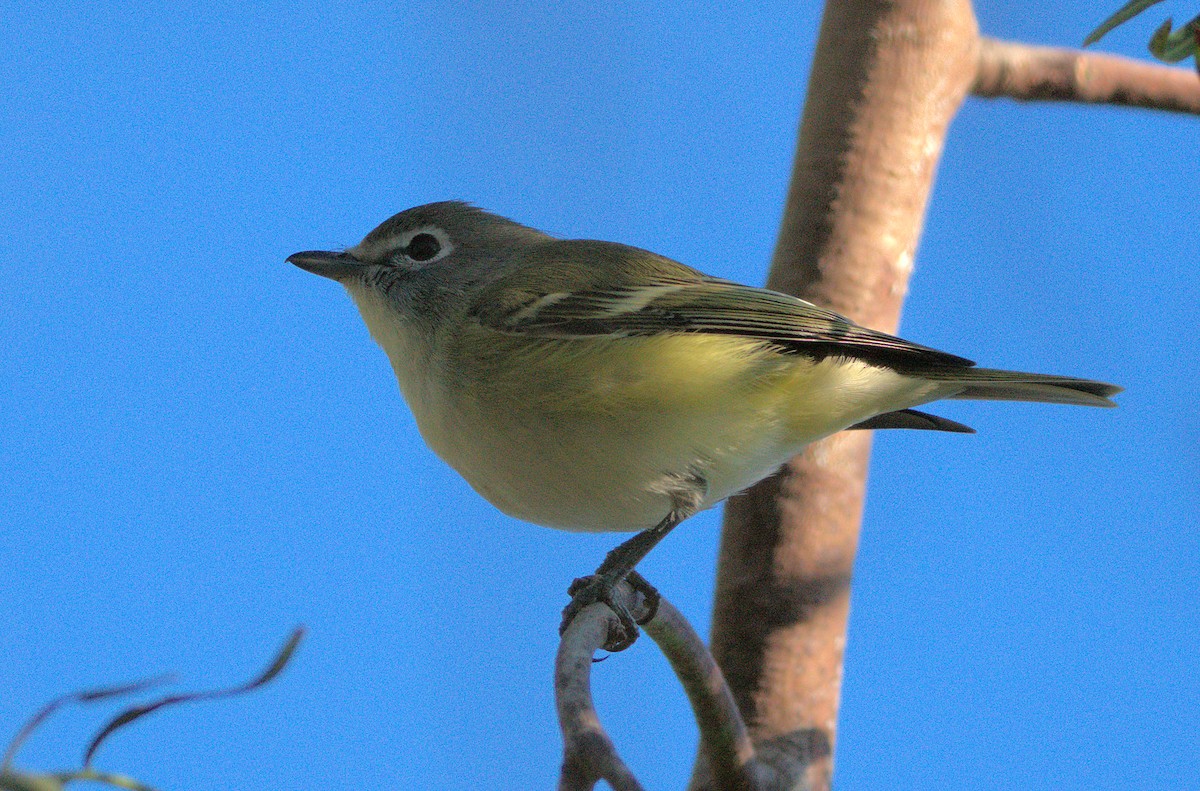 Cassin's/Blue-headed Vireo - ML646390245