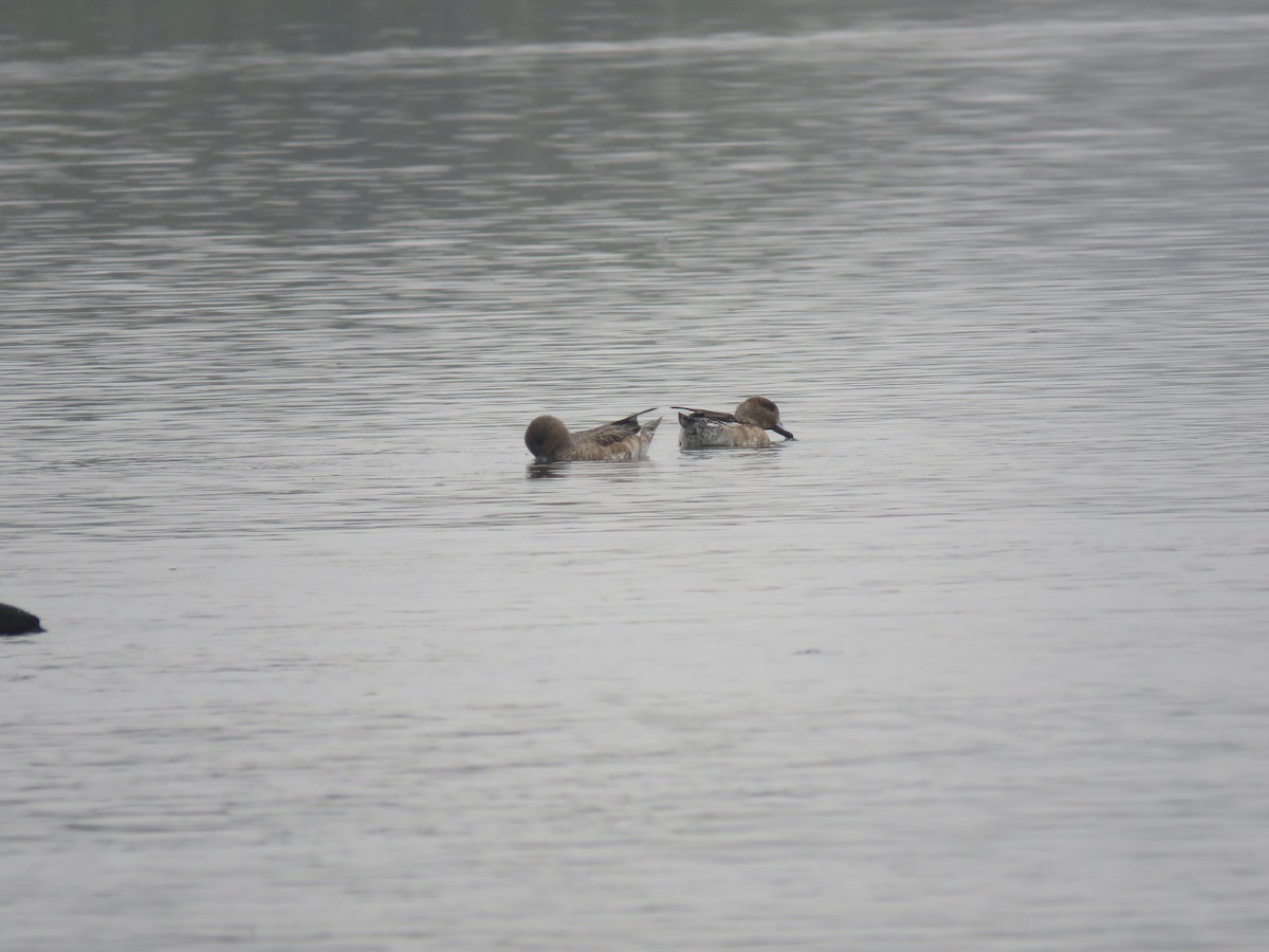 Porrón Europeo - ML646390246