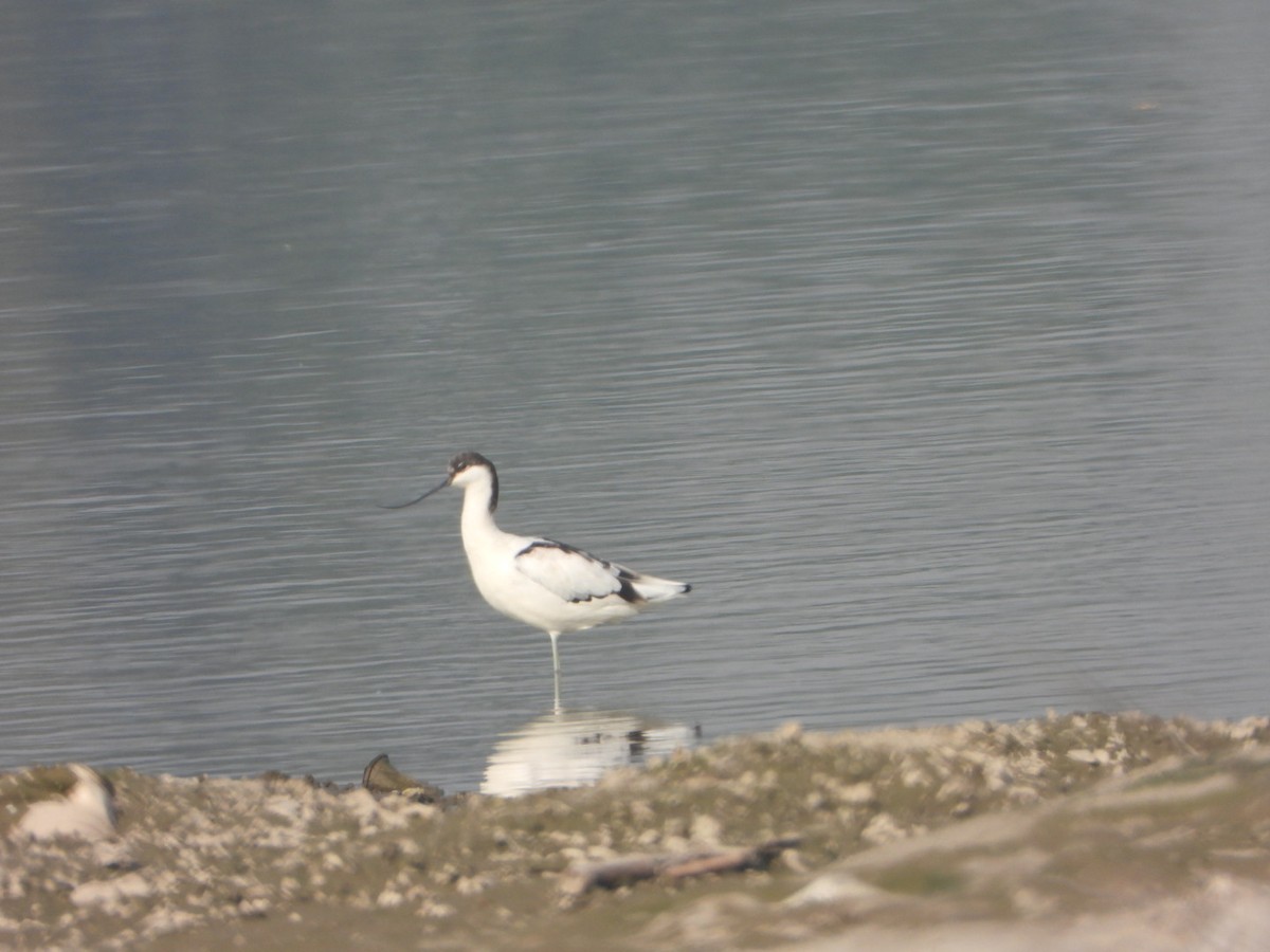 Avoceta Común - ML646390247