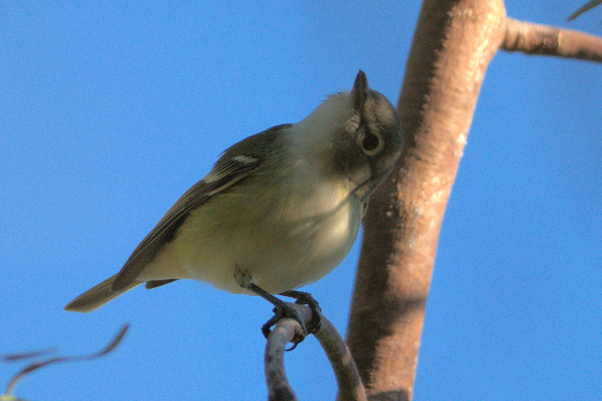 Cassin's/Blue-headed Vireo - ML646390248