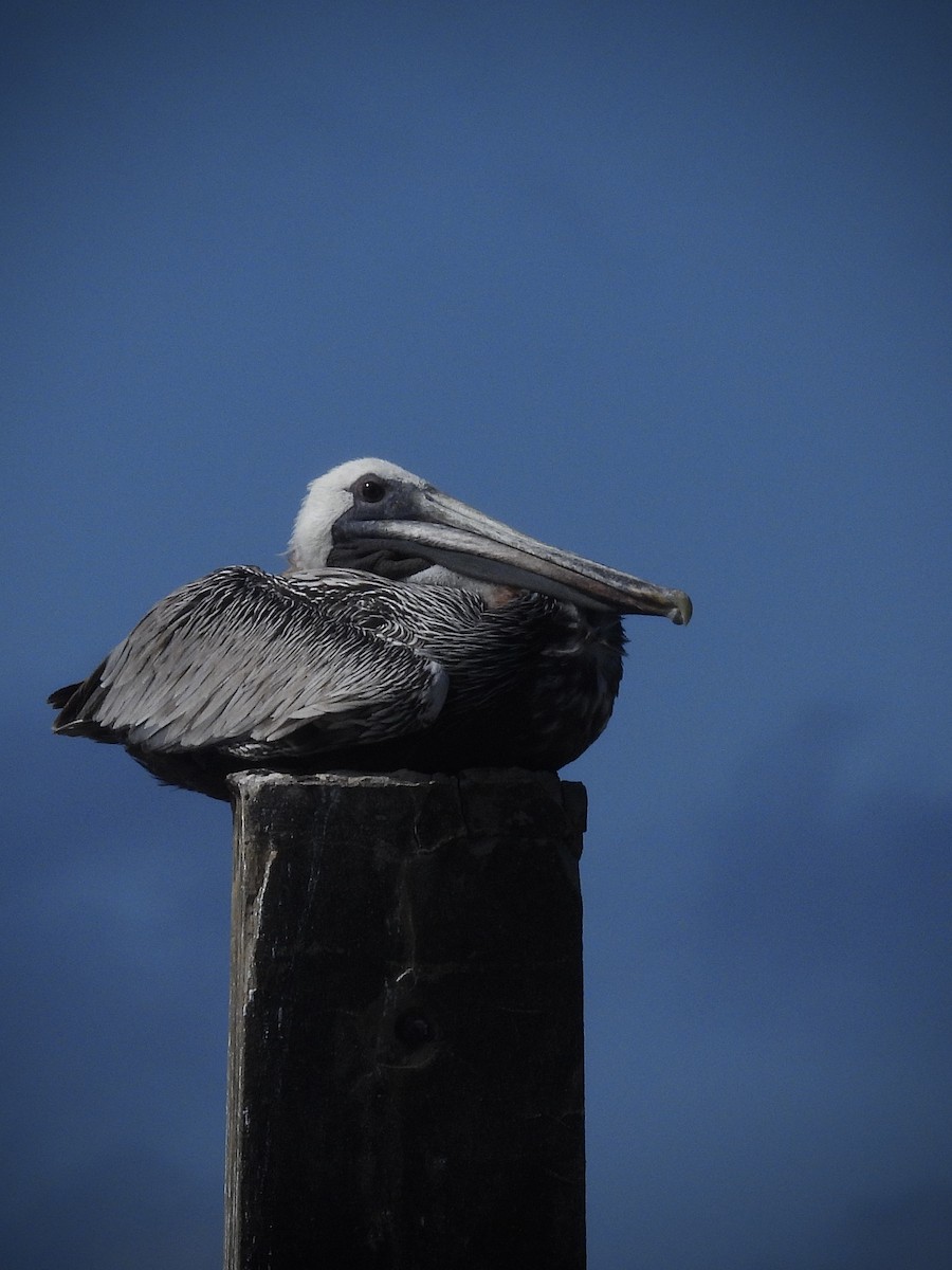 Pelícano Pardo - ML646390250
