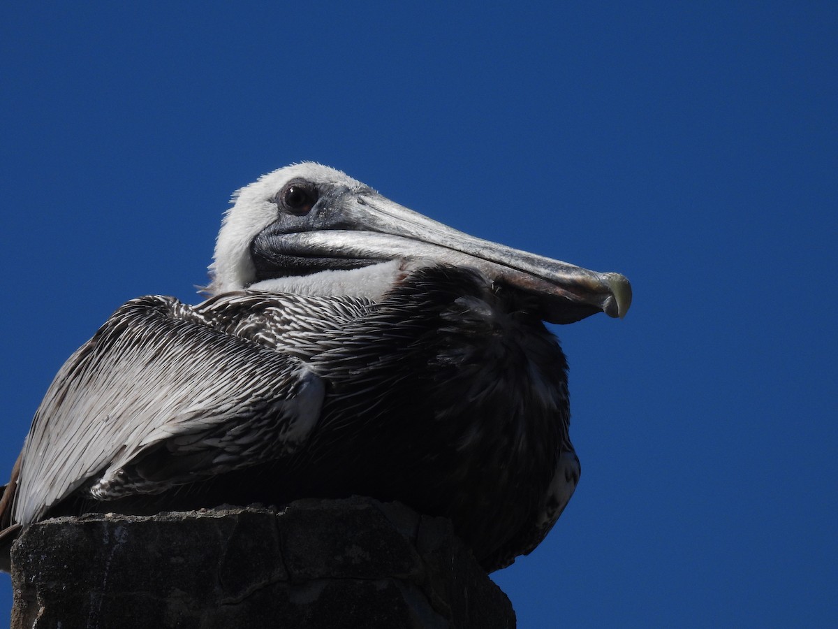 Pelícano Pardo - ML646390251