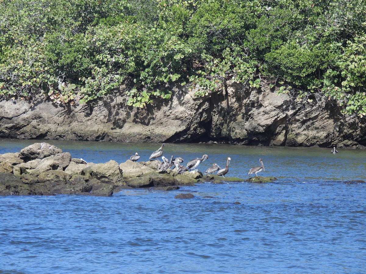 Pelícano Pardo - ML646390252