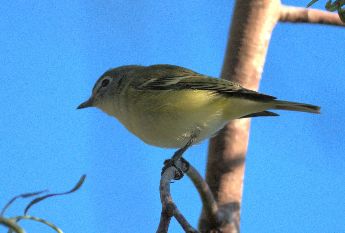 Cassin's/Blue-headed Vireo - ML646390253