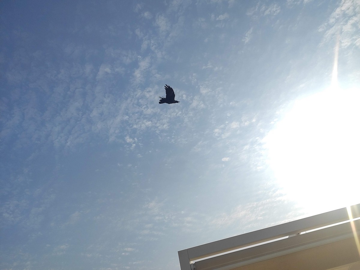 Cuervo Indio - ML646390254