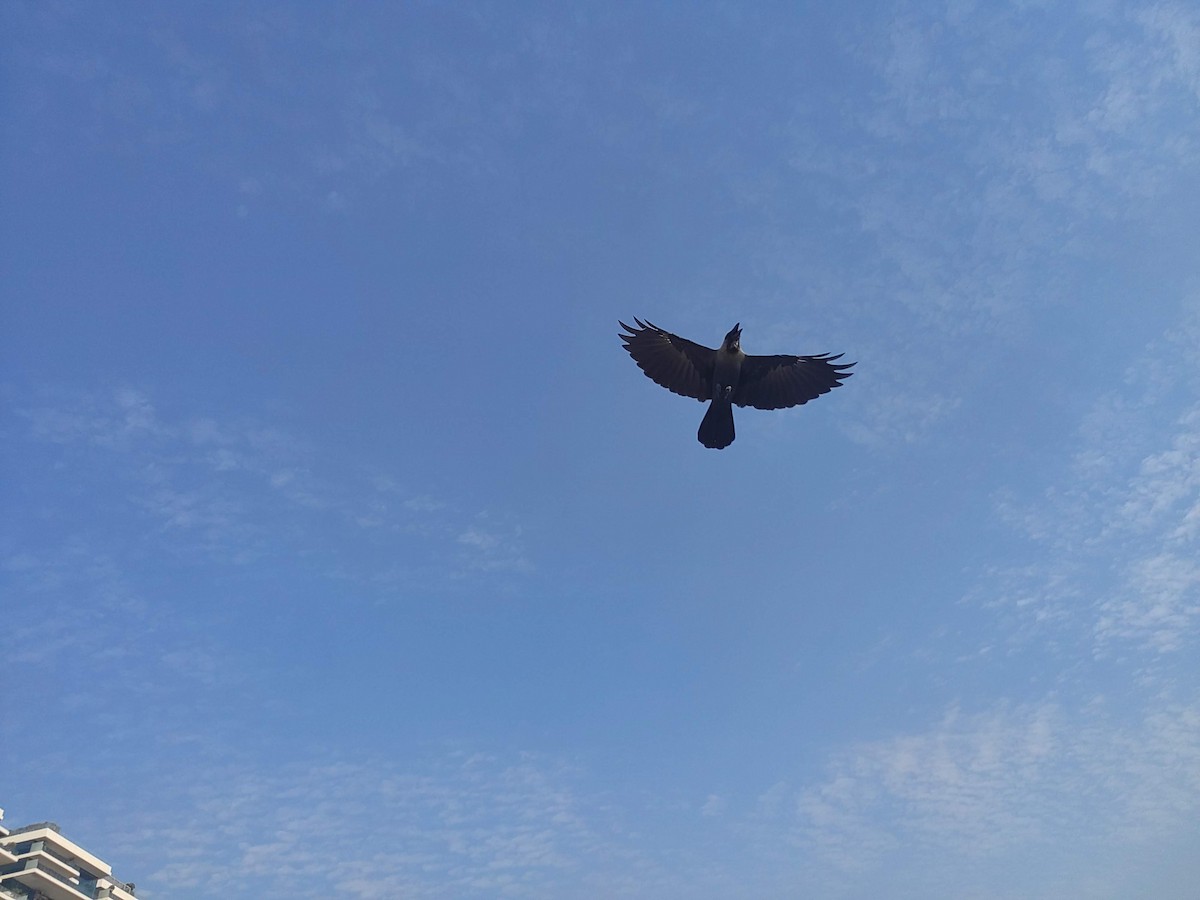 Cuervo Indio - ML646390255