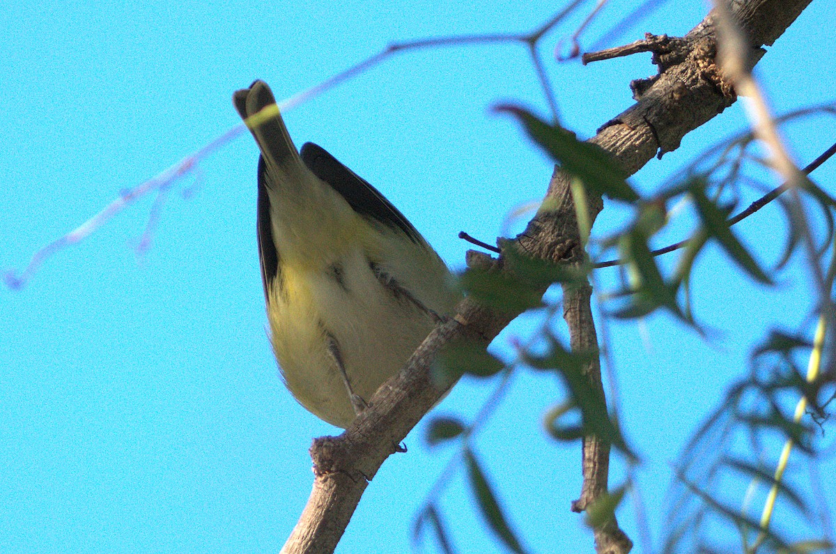 Cassin's/Blue-headed Vireo - ML646390256