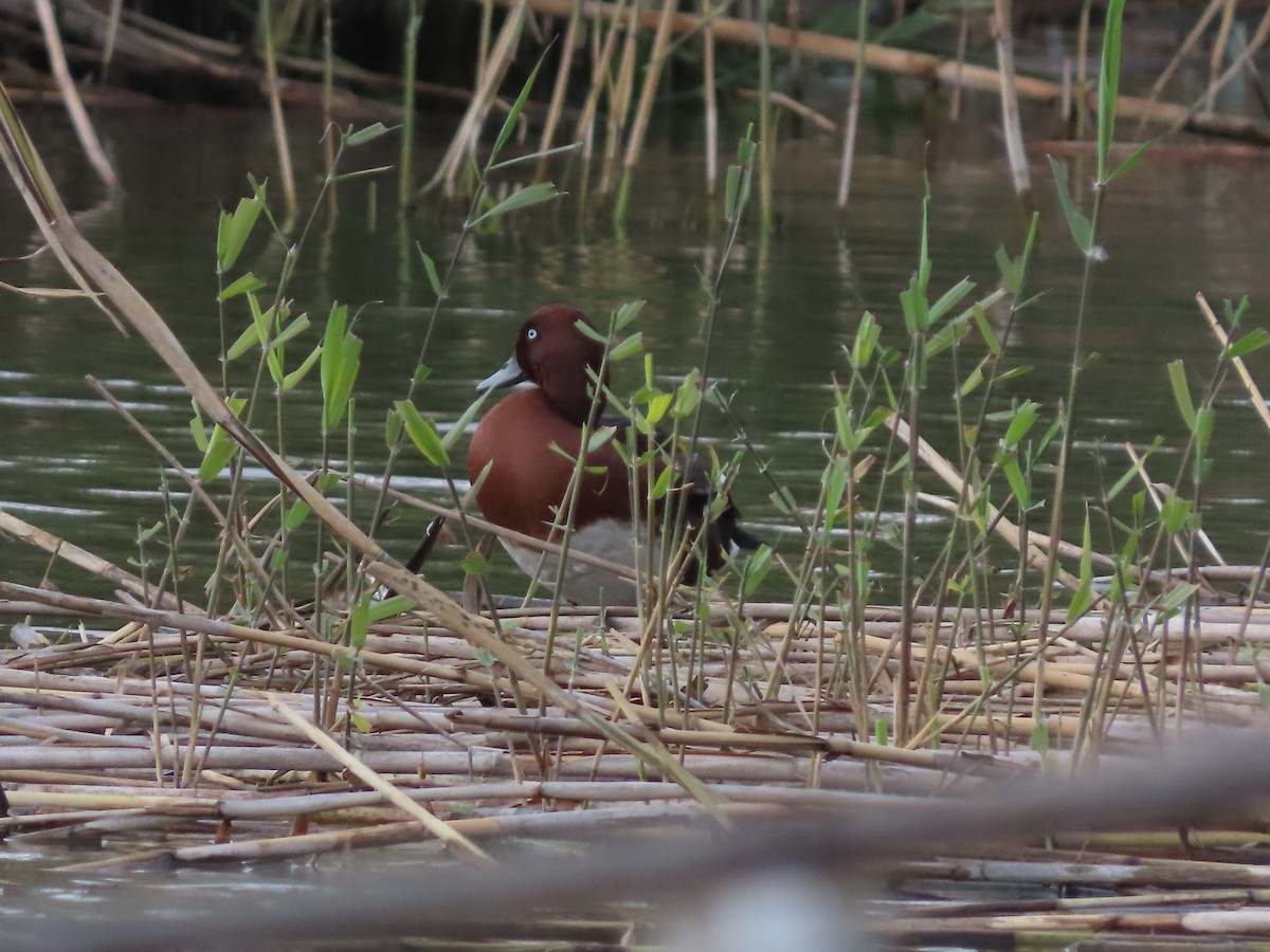 Porrón Pardo - ML646390259