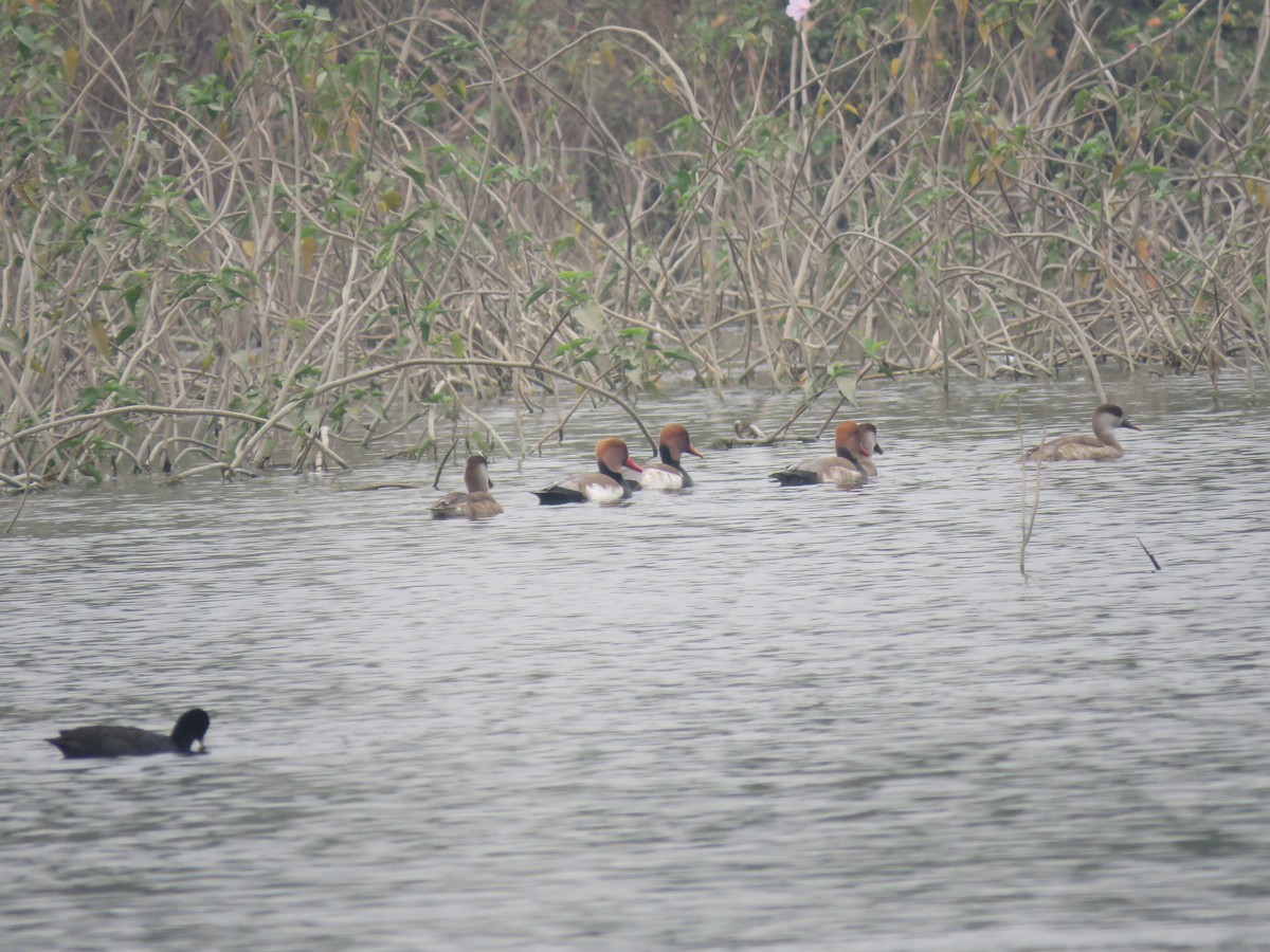 Red-crested Pochard - ML646390260