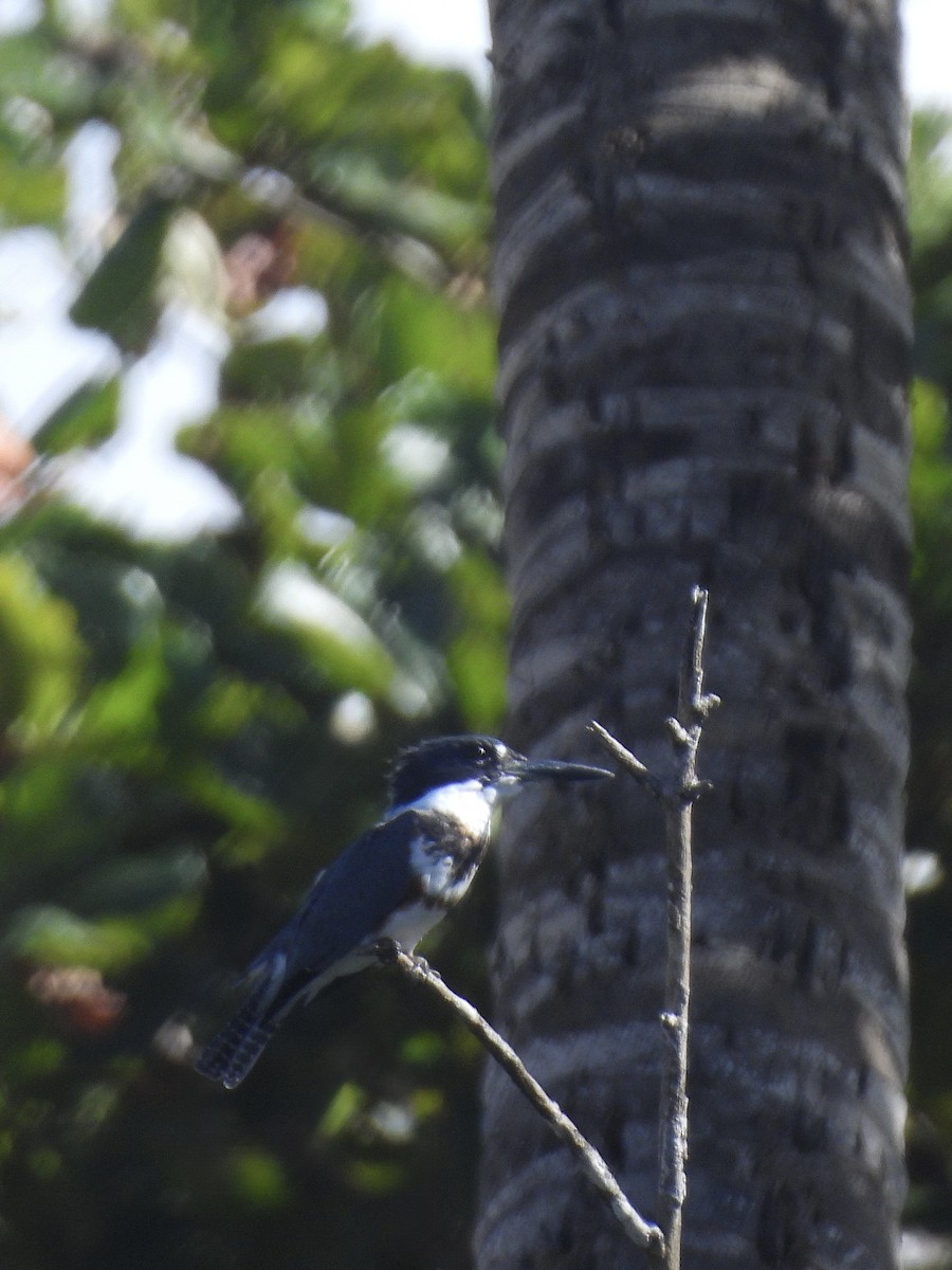 Martín Gigante Norteamericano - ML646390261