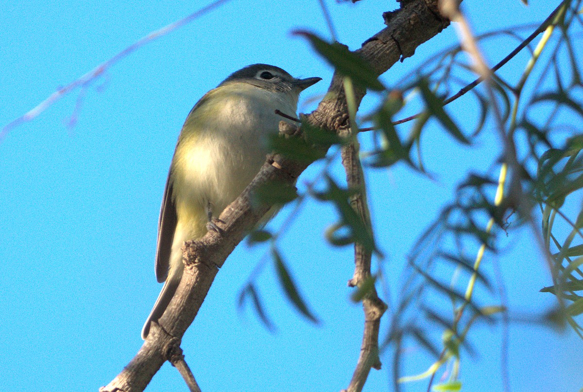 Cassin's/Blue-headed Vireo - ML646390262