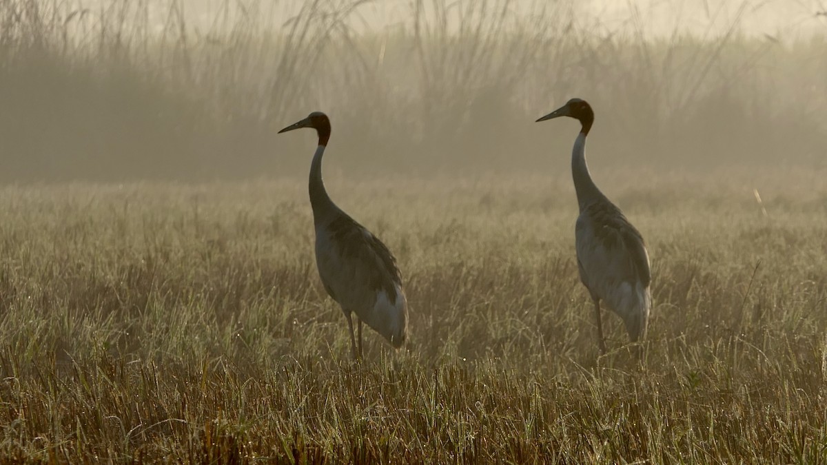 Grulla Sarus - ML646390264