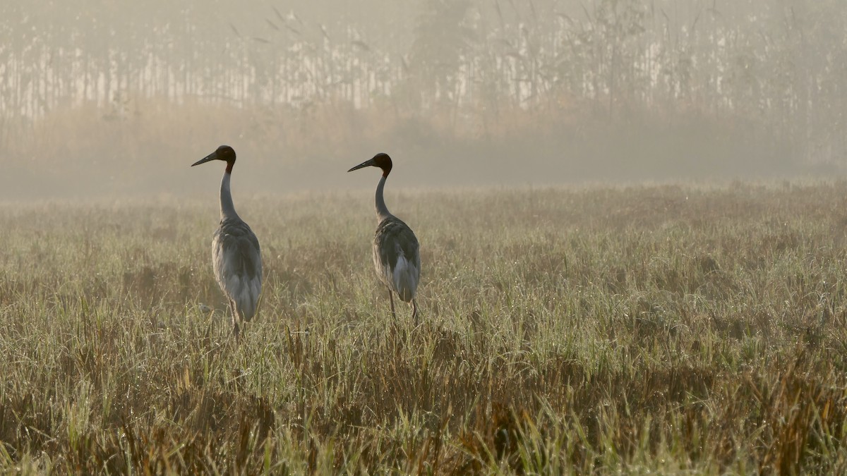 Grulla Sarus - ML646390265