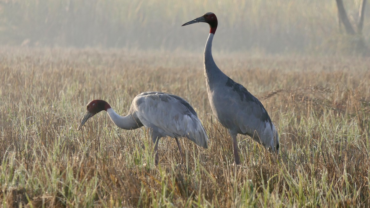 Grulla Sarus - ML646390266