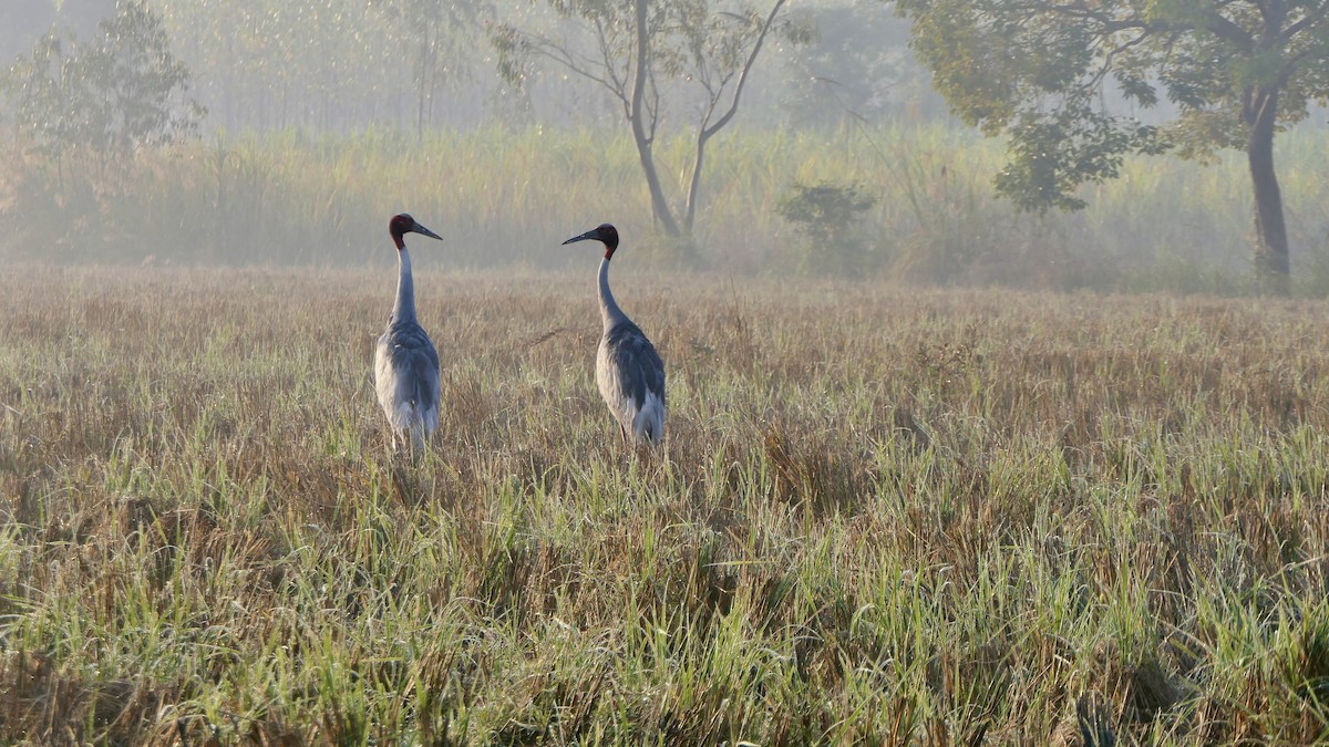Grulla Sarus - ML646390267