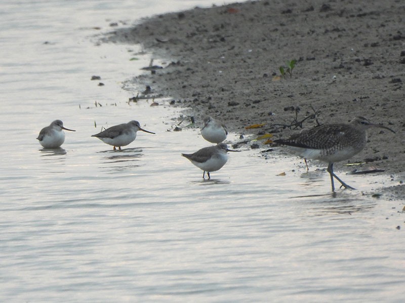 Andarríos del Terek - ML646390268