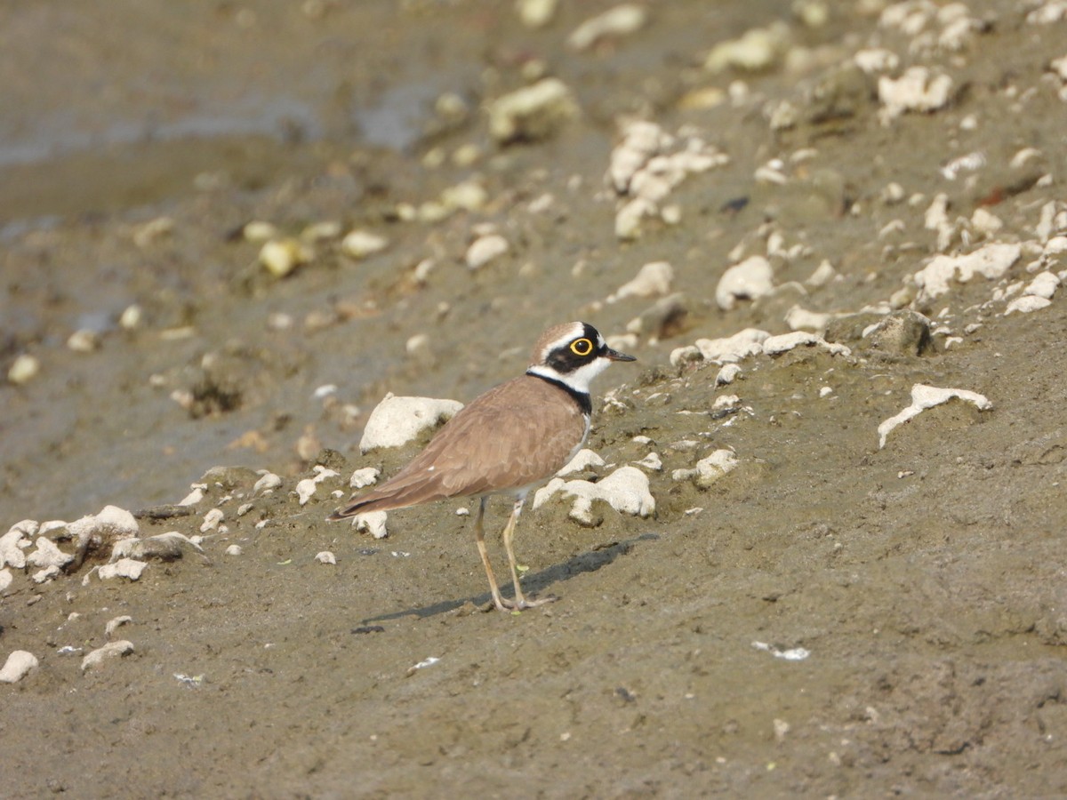 Chorlitejo Chico - ML646390271