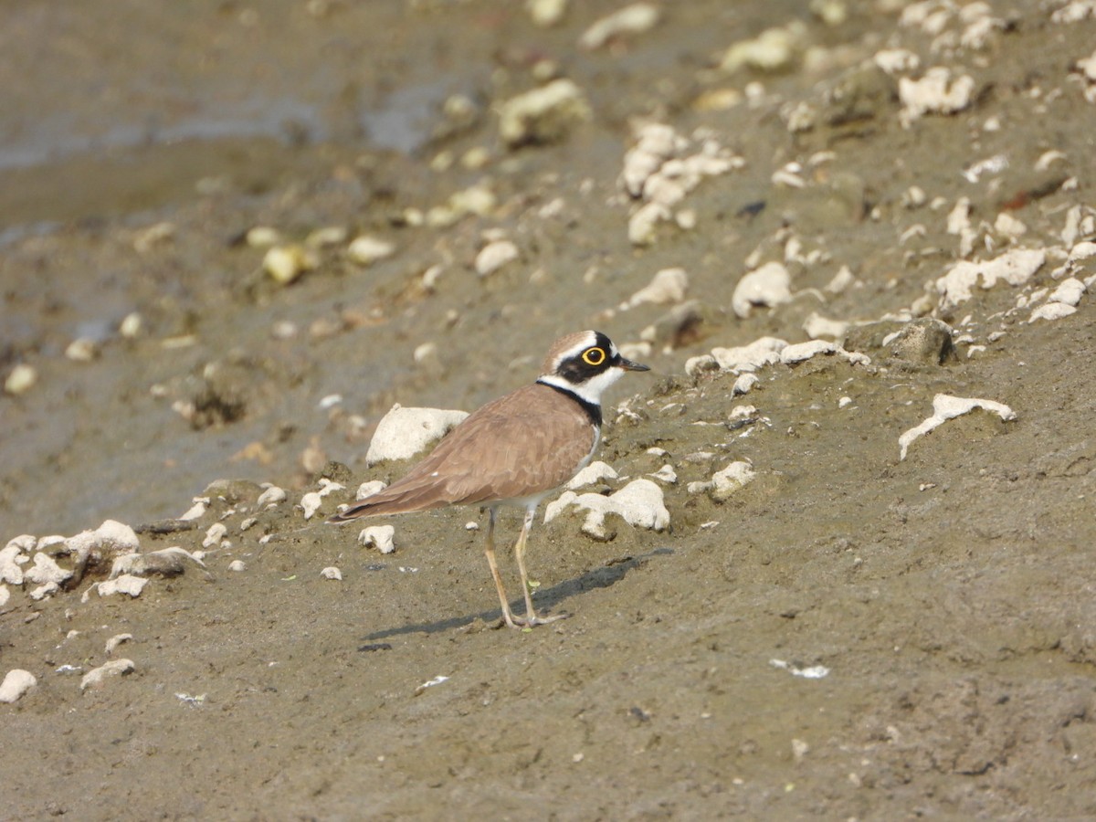 Chorlitejo Chico - ML646390272