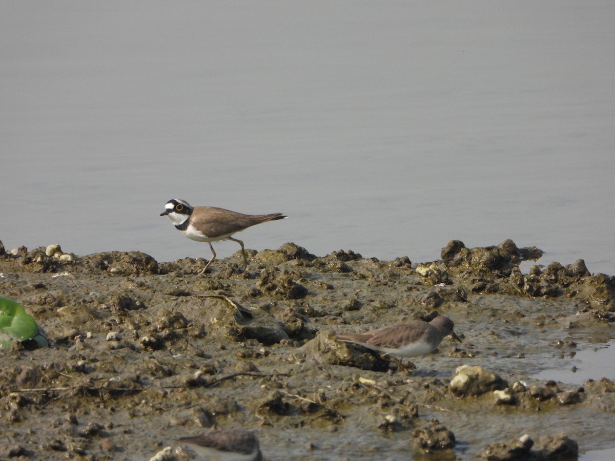 Chorlitejo Chico - ML646390273