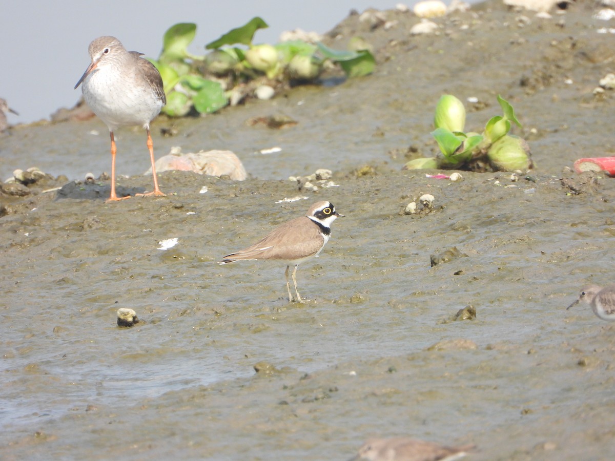 Little Ringed Plover - ML646390274