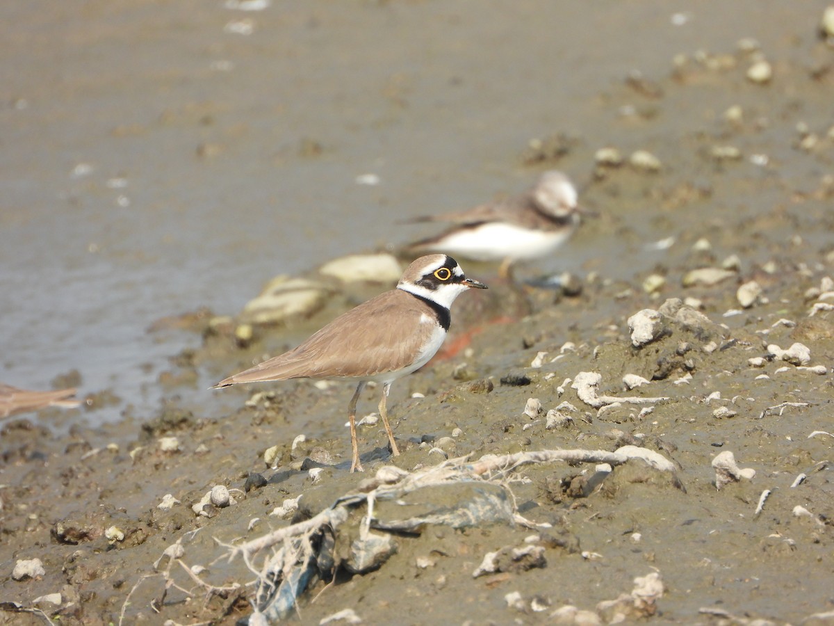 Little Ringed Plover - ML646390275