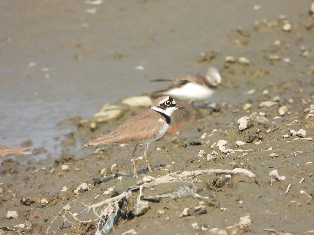 Little Ringed Plover - ML646390276