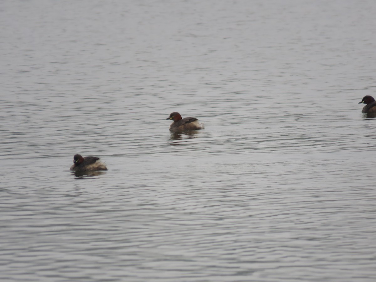 Zampullín Común - ML646390279