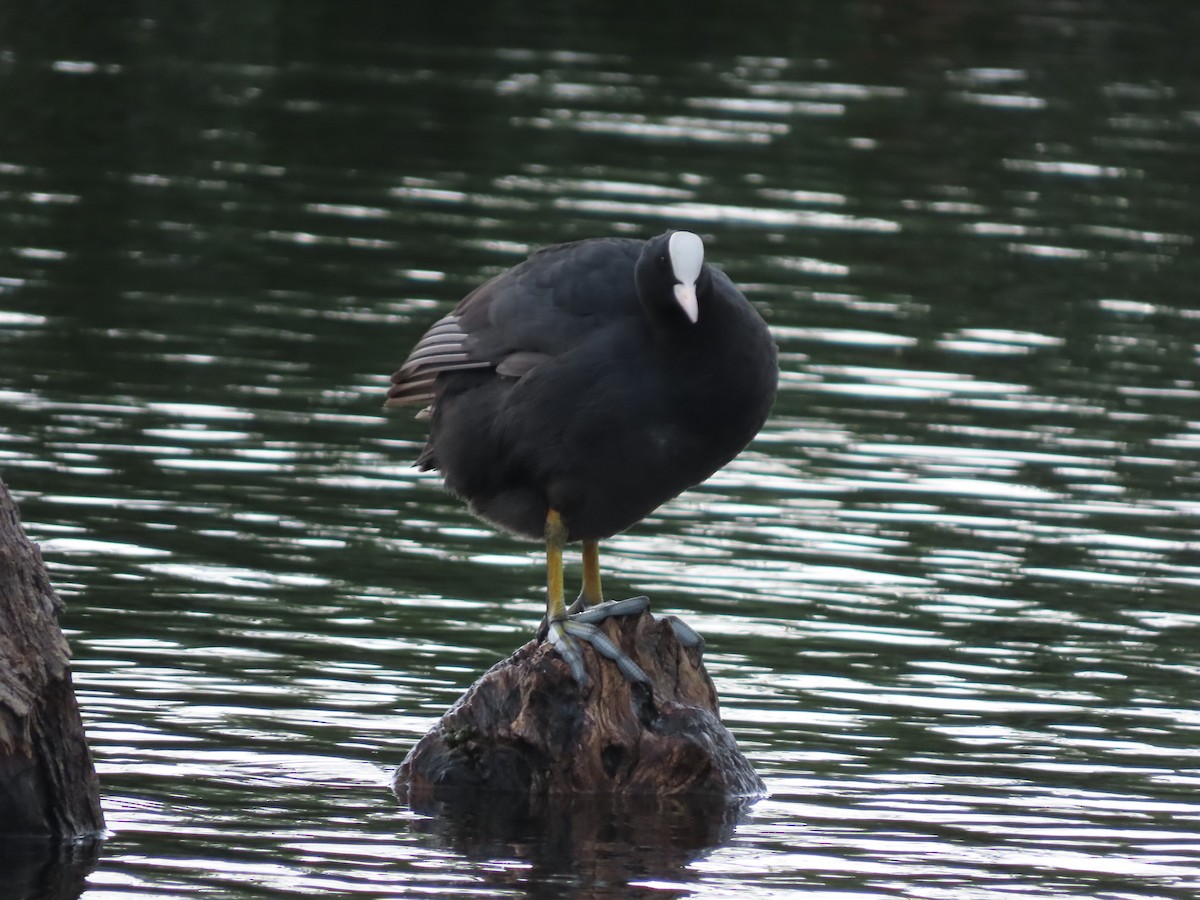 Focha Común - ML646390281