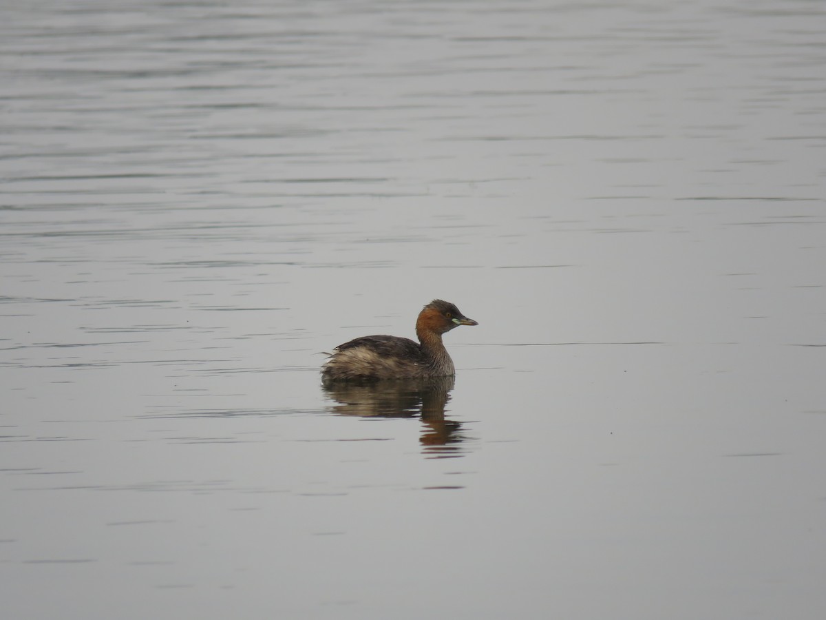Zampullín Común - ML646390282