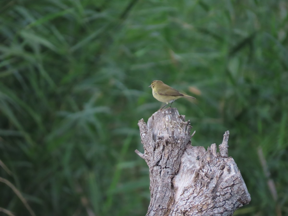 Common Chiffchaff - ML646390284