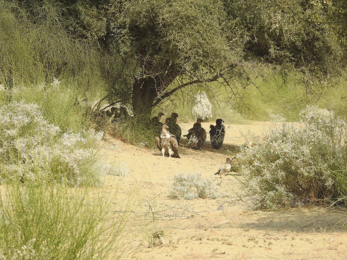 Buitre Negro - ML646390291