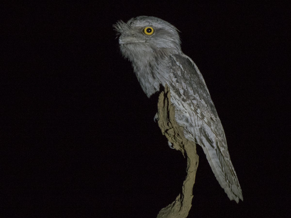 Tawny Frogmouth - ML646390292
