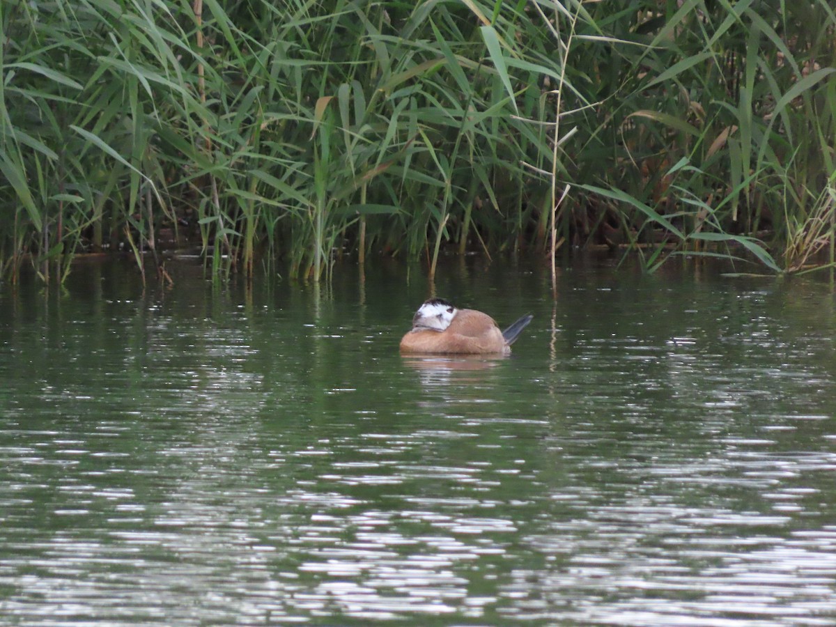 White-headed Duck - ML646390293