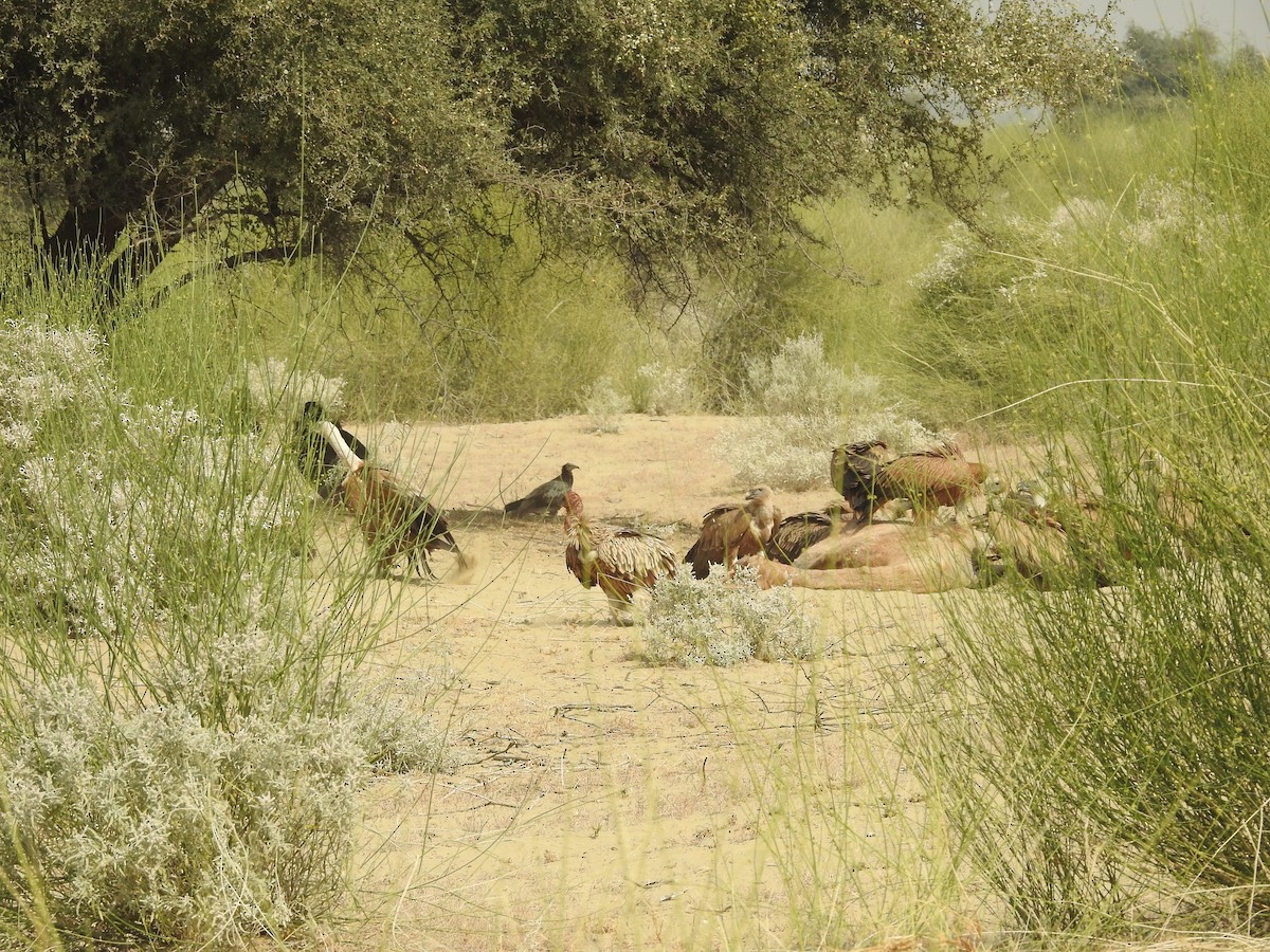 Schneegeier - ML646390295