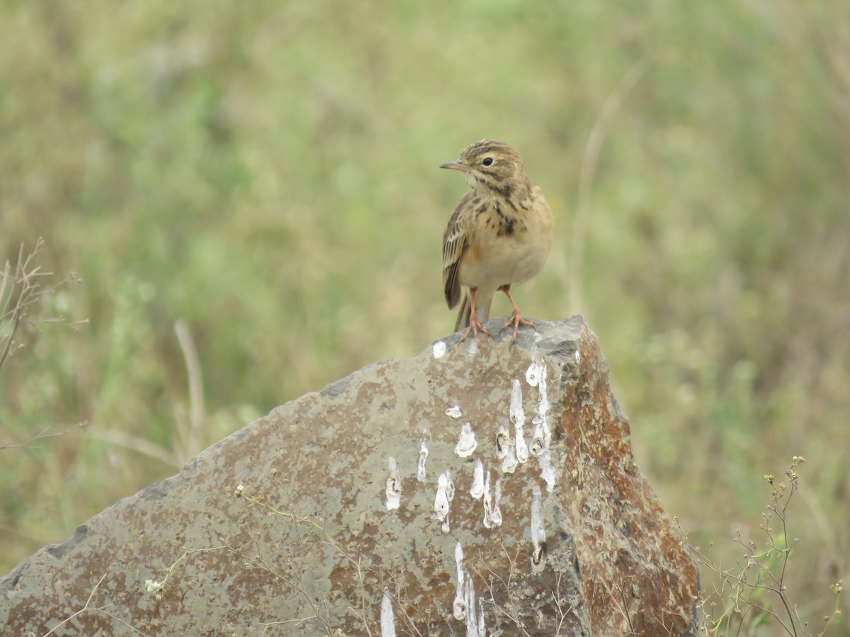 稻田鷚 - ML646390296