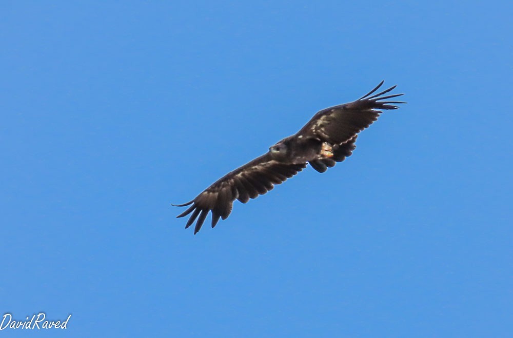 Greater Spotted Eagle - ML646390302