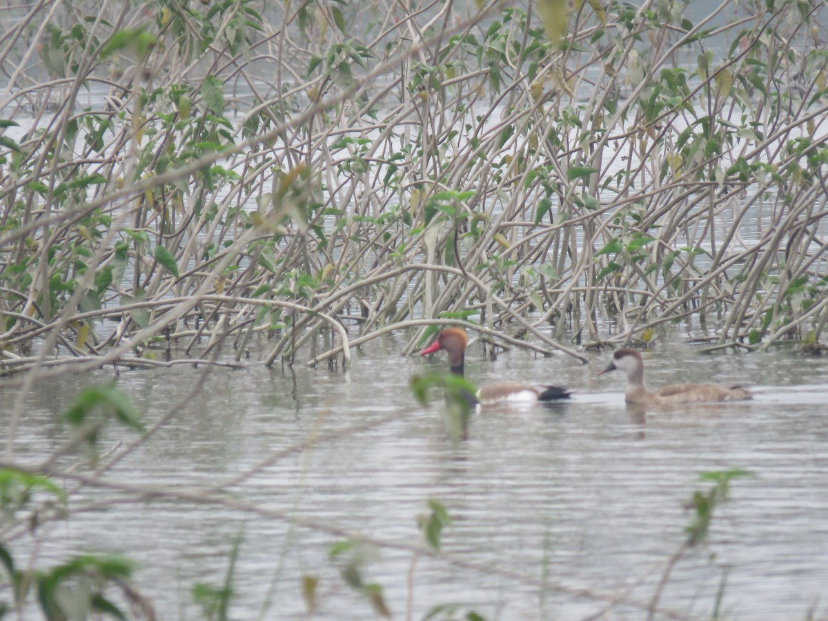 Red-crested Pochard - ML646390303