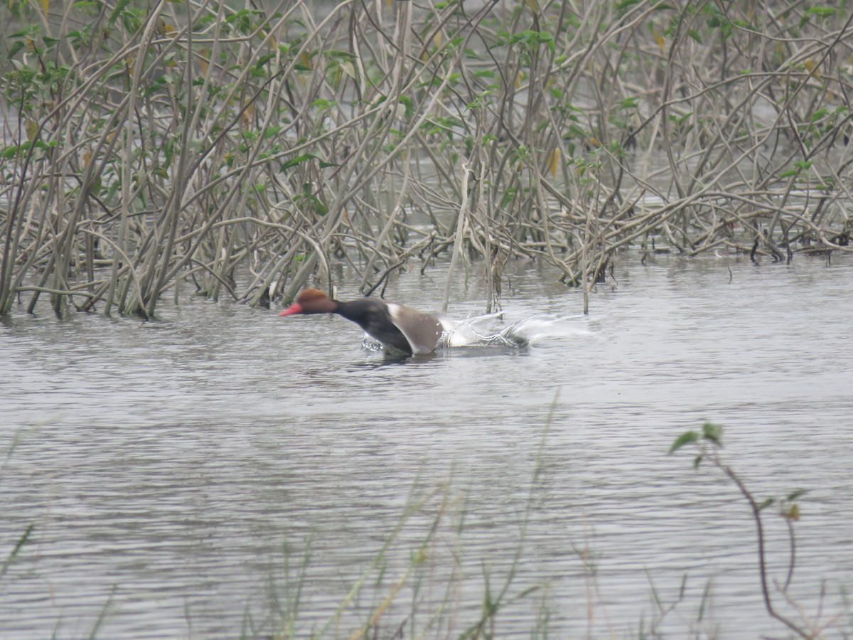 Red-crested Pochard - ML646390304