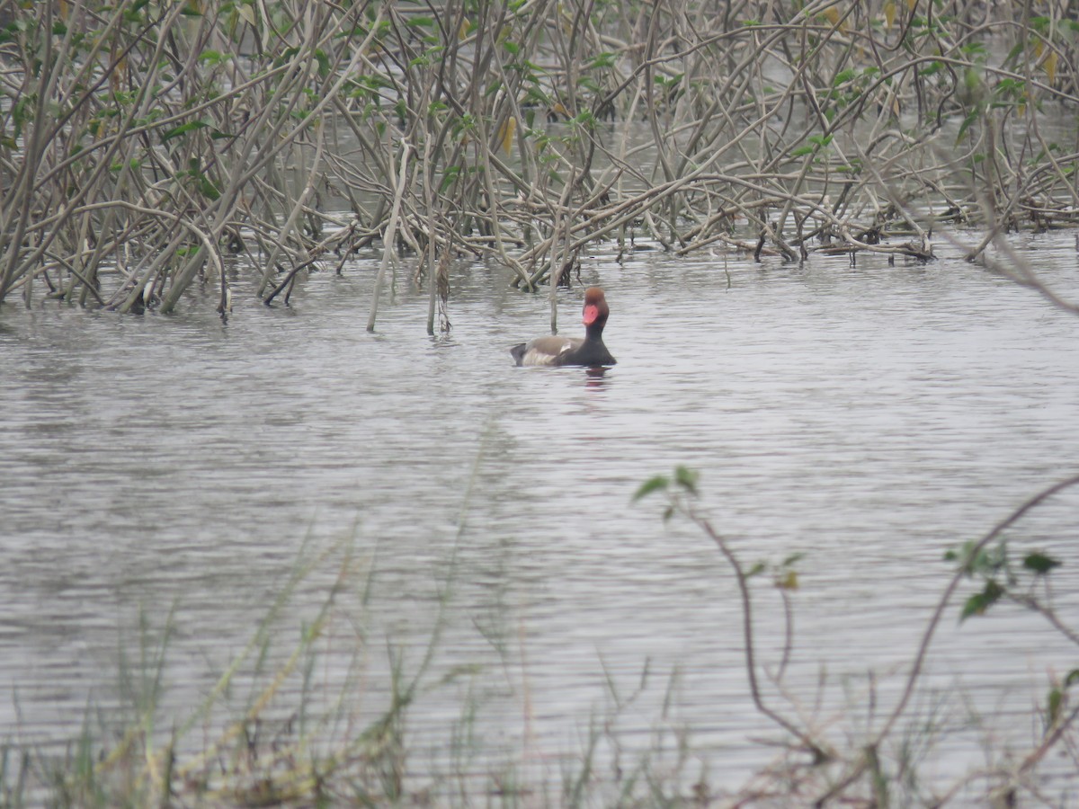 Red-crested Pochard - ML646390305