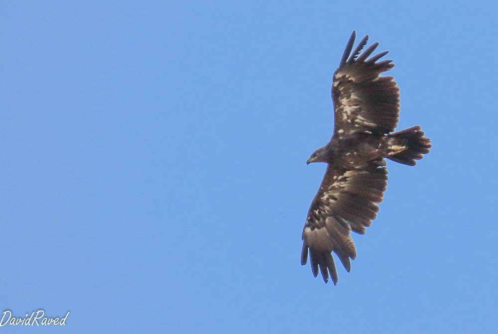 Greater Spotted Eagle - ML646390307