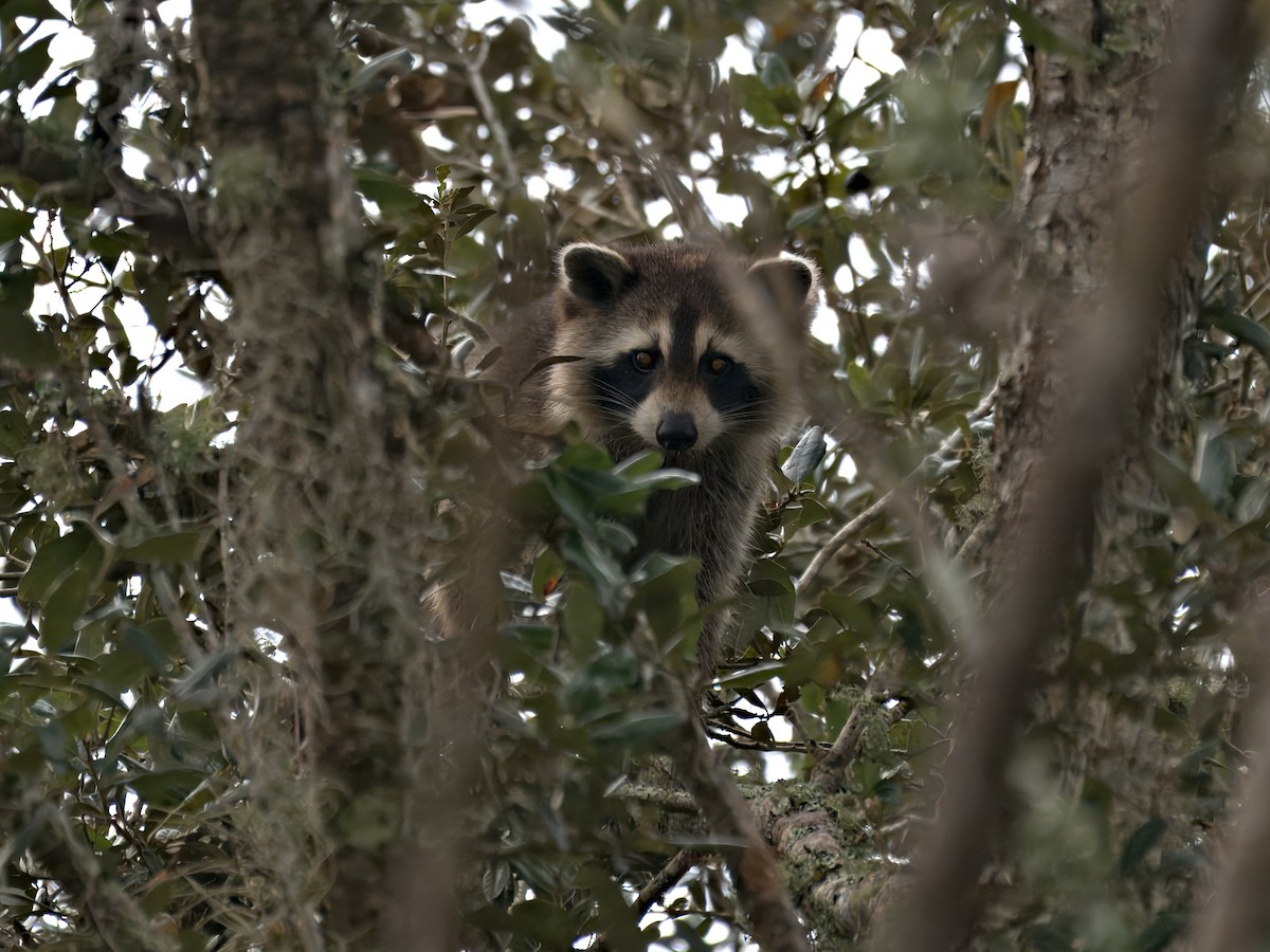 Common Raccoon - ML646390308