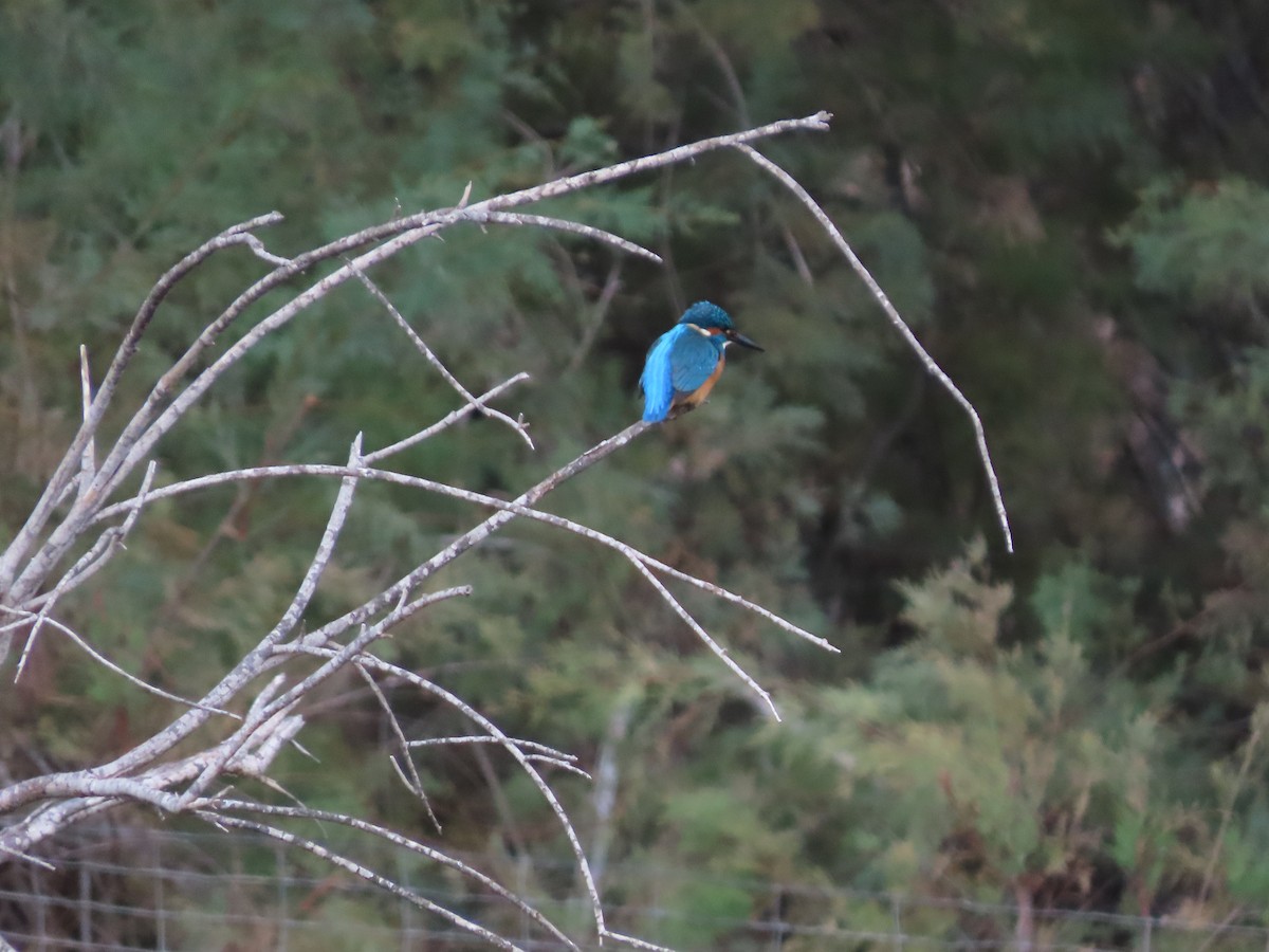 Common Kingfisher - ML646390309