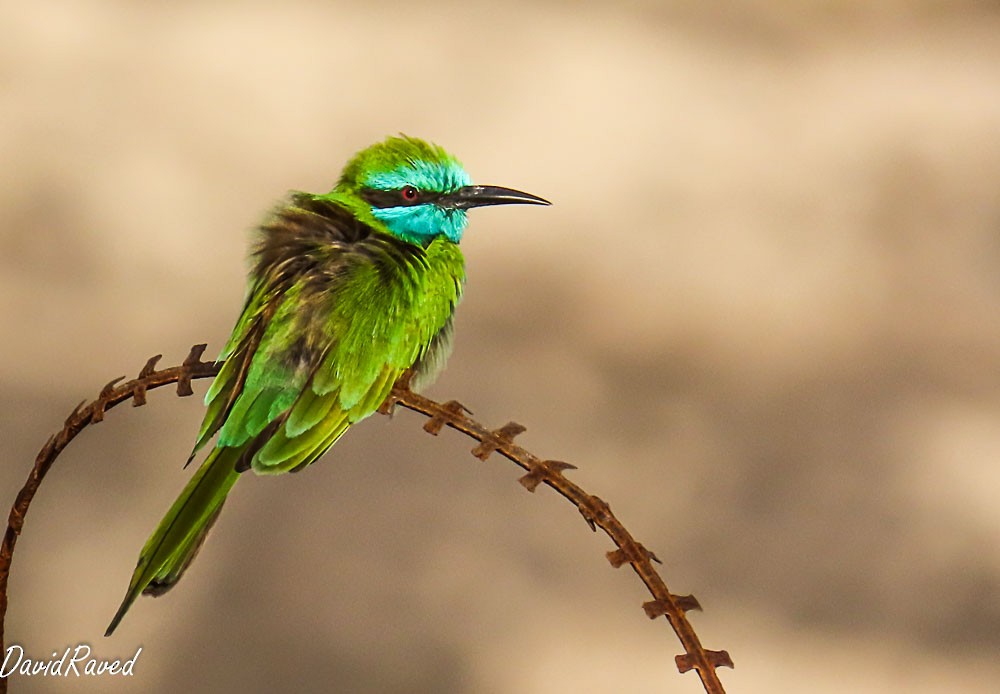 Arabian Green Bee-eater - ML646390311