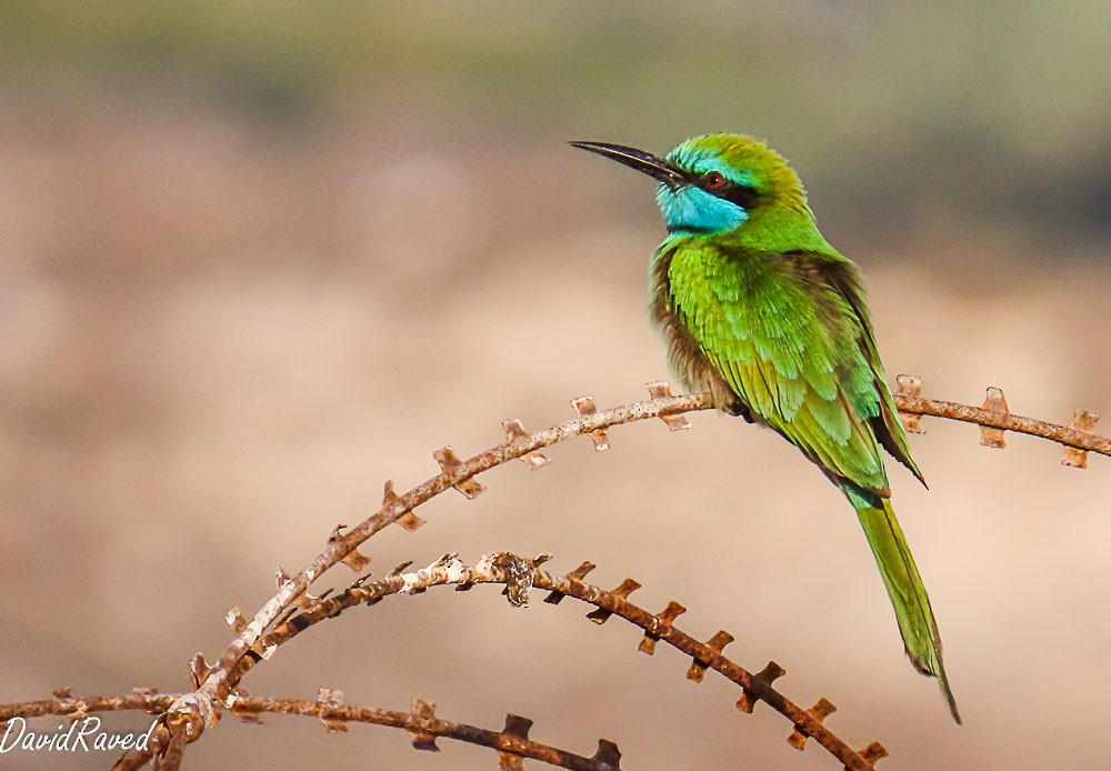 Arabian Green Bee-eater - ML646390313
