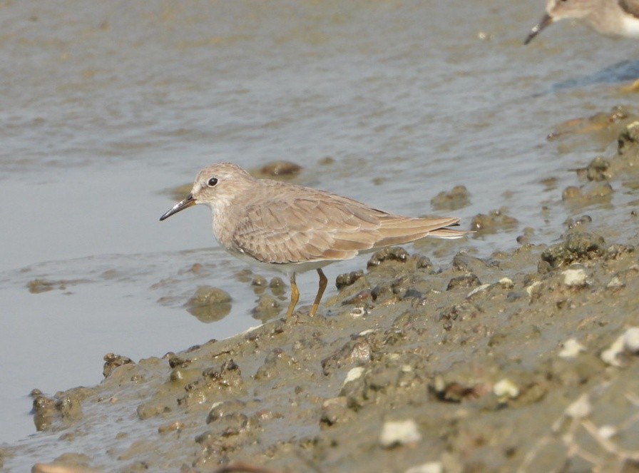 Temminck's Stint - ML646390316