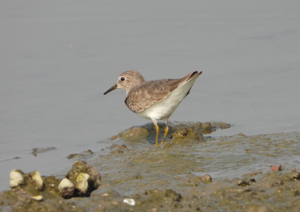 Temminck's Stint - ML646390317