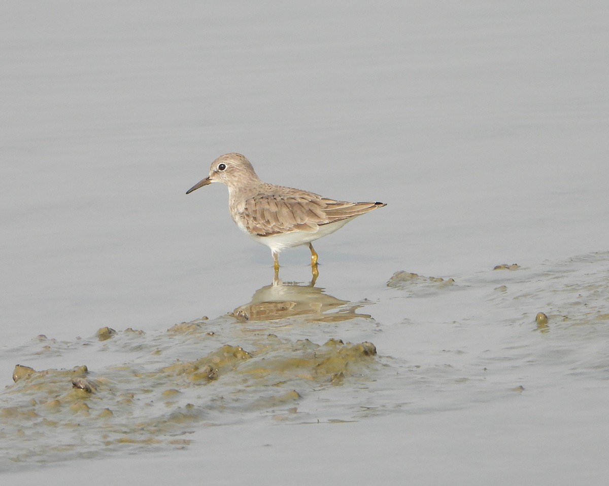 Temminck's Stint - ML646390318